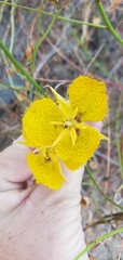 Calochortus weedii