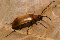 Pseudocistela ceramboides