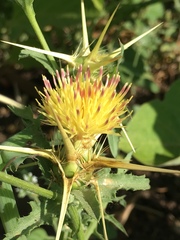 Centaurea iberica