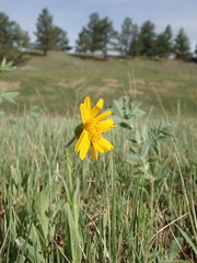 Arnica fulgens