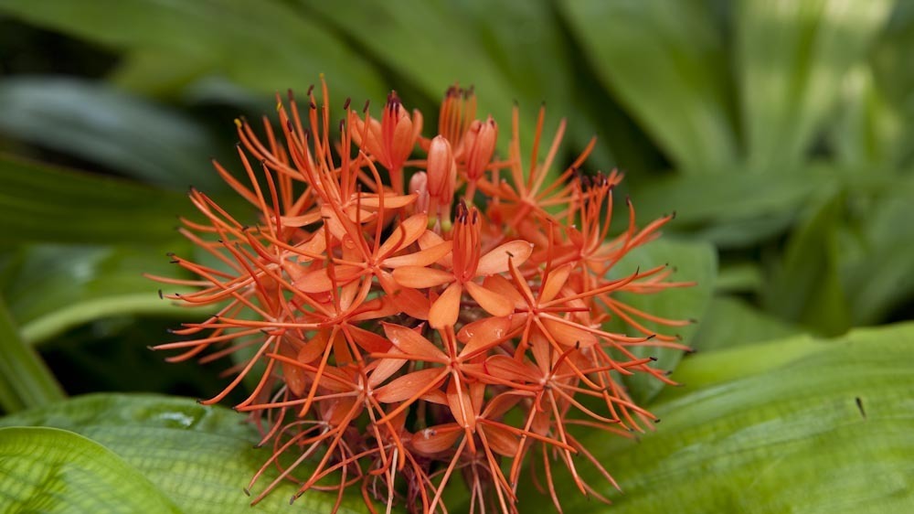 Forest Fireball Lily