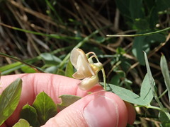 Lathyrus laetivirens