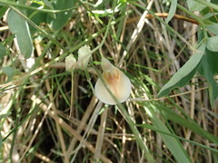 Lathyrus laetivirens