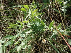 Lathyrus laetivirens
