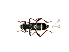 Clytus arietoides