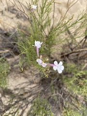 Penstemon ambiguus