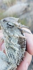 Phrynosoma blainvillii