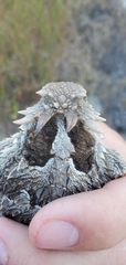 Phrynosoma blainvillii