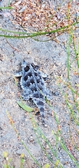 Phrynosoma blainvillii