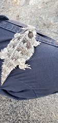 Phrynosoma blainvillii