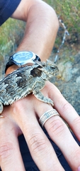 Phrynosoma blainvillii