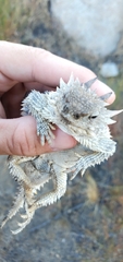 Phrynosoma blainvillii