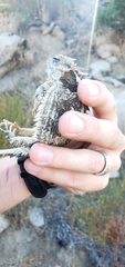 Phrynosoma blainvillii