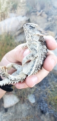 Phrynosoma blainvillii