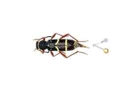 Clytus arietoides
