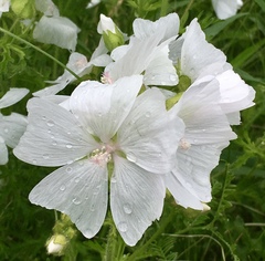 Althaea officinalis
