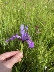 Iris tenax tenax