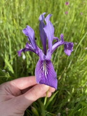 Iris tenax tenax