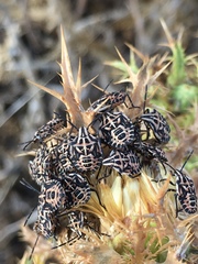 Codophila varia