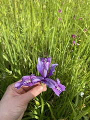 Iris tenax tenax