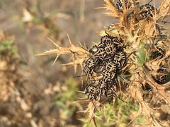 Codophila varia