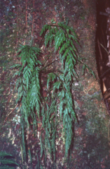 Asplenium wilfordii