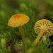 Orange Moss Agaric - Photo (c) bjoerns, some rights reserved (CC BY-SA), uploaded by bjoerns