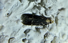 Chionodes phalacra