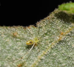 Thwaitesia nigronodosa