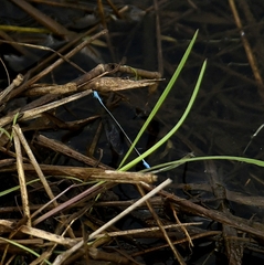 Aciagrion