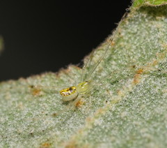 Thwaitesia nigronodosa
