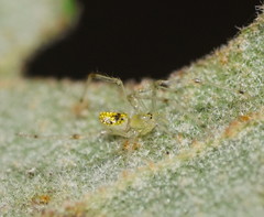 Thwaitesia nigronodosa