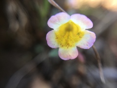 Erythranthe trinitiensis