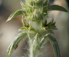 Sideritis montana