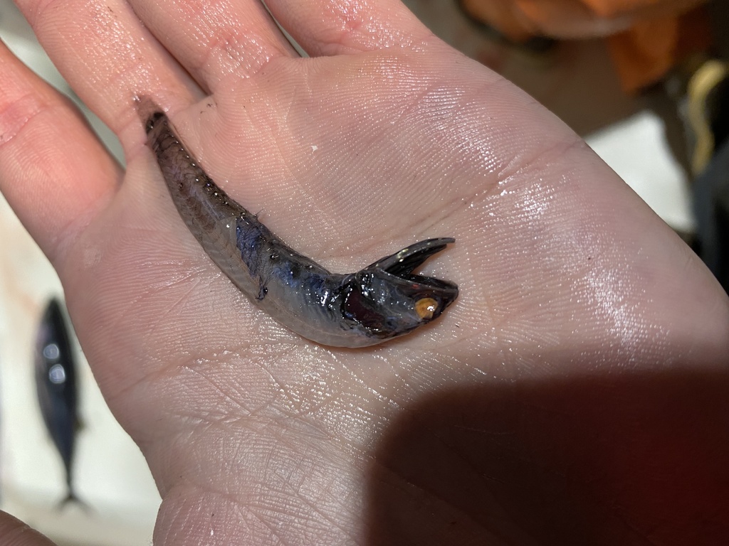 Mexican Lampfish