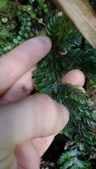 Abrodictyum elongatum