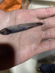 Mexican Lampfish photo 2