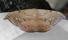 Oxydia platypterata