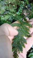 Abrodictyum elongatum