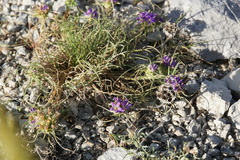Edraianthus