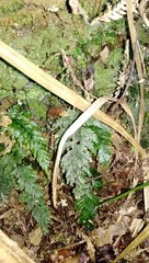 Abrodictyum elongatum