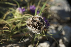 Edraianthus