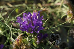 Edraianthus