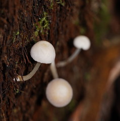 Entoloma albidosimulans