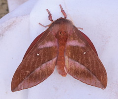 Othorene bernardoespinozai