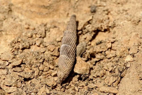 Agathylla exarata observed 2022-05-25