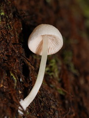 Entoloma albidosimulans