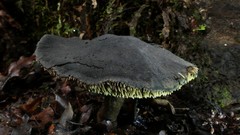 Sarcodon carbonarius