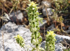 Sideritis montana
