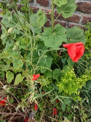 Papaver rhoeas